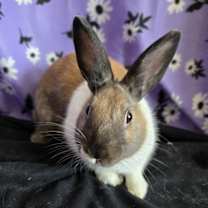 Thumbnail photo of Tess #3