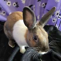 Thumbnail photo of Tess #4