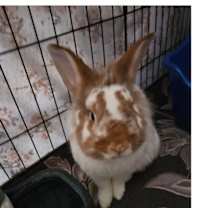 Thumbnail photo of Mr. Pickles #1