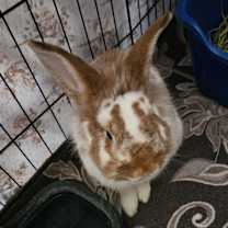 Thumbnail photo of Mr. Pickles #2