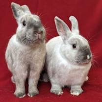 Thumbnail photo of Achilles #1