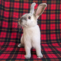 Thumbnail photo of Achilles #3