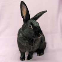 Thumbnail photo of Sissy #2