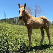 Thumbnail photo of Arlen #1