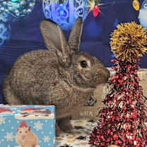 Thumbnail photo of Melba #1