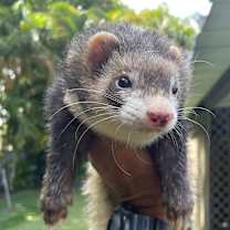 Thumbnail photo of Murdock #1