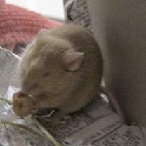 Thumbnail photo of Flynn #2