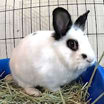 Thumbnail photo of Beatrix #2