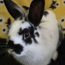 Thumbnail photo of Stevie #4