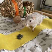 Thumbnail photo of Coco #1