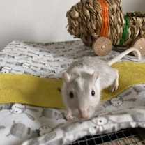 Thumbnail photo of Mango #1