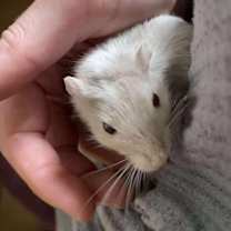 Thumbnail photo of Mango #2