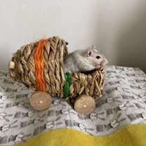 Thumbnail photo of Mango #3