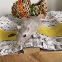 Thumbnail photo of Coco #2