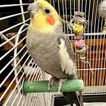 Thumbnail photo of Maurice & Gaston #1