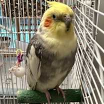 Thumbnail photo of Gaston & Maurice #3