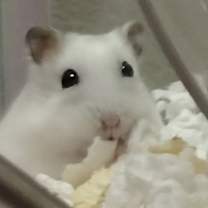 Thumbnail photo of Snow White ⭐️ #2