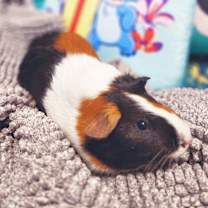 Thumbnail photo of Koa #1