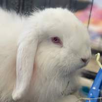 Thumbnail photo of Larry #1