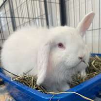 Thumbnail photo of Larry #2