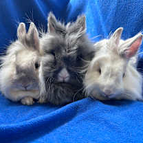 Thumbnail photo of Pee Wee #1