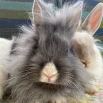 Thumbnail photo of Pee Wee #2