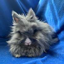 Thumbnail photo of Pee Wee #3