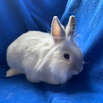 Thumbnail photo of Speck #4