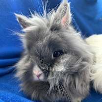 Thumbnail photo of Pee Wee #4