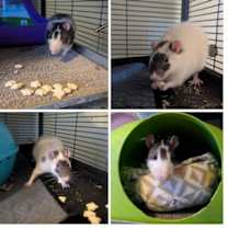 Thumbnail photo of Sherlock and Mycroft #1