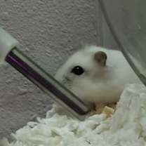 Thumbnail photo of Snow White ⭐️ #4