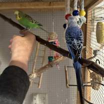 Thumbnail photo of Tempo & Warble #4