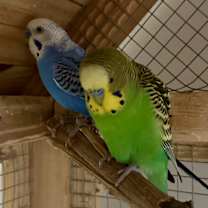 Thumbnail photo of Warble & Tempo #4