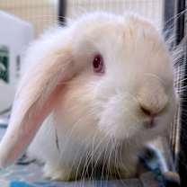 Thumbnail photo of Larry #3