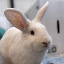 Thumbnail photo of Barb #1