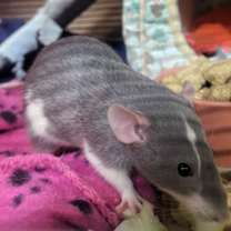 Thumbnail photo of Trixie #1