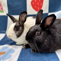 Thumbnail photo of Jasper (Bonded to Topaz) #2