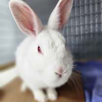 Thumbnail photo of Sam(C000-292) - Chino Hills Location #4