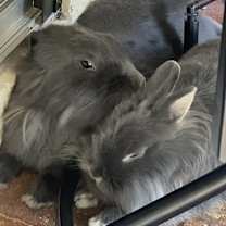 Thumbnail photo of Tramper and Baby #4