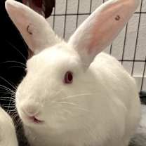 Thumbnail photo of Curly #4