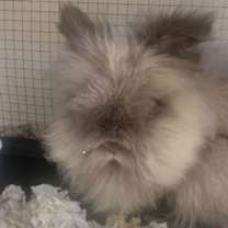 Thumbnail photo of Bipsy #1