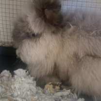 Thumbnail photo of Bipsy #2