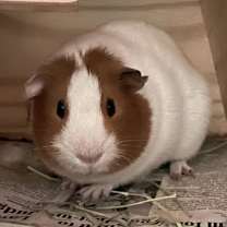 Thumbnail photo of Ron (Bonded to Kevin) #1