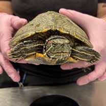 Thumbnail photo of Clamantha #1