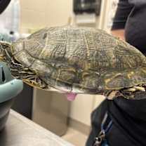 Thumbnail photo of Clamantha #3