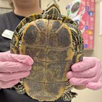 Thumbnail photo of Clamantha #4