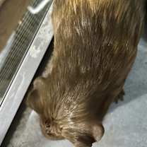 Thumbnail photo of Reese #2