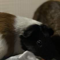 Thumbnail photo of Petunia #1
