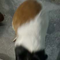 Thumbnail photo of Petunia #3