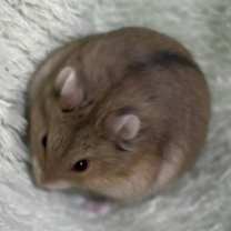 Thumbnail photo of Campbell dwarf hamsters #1